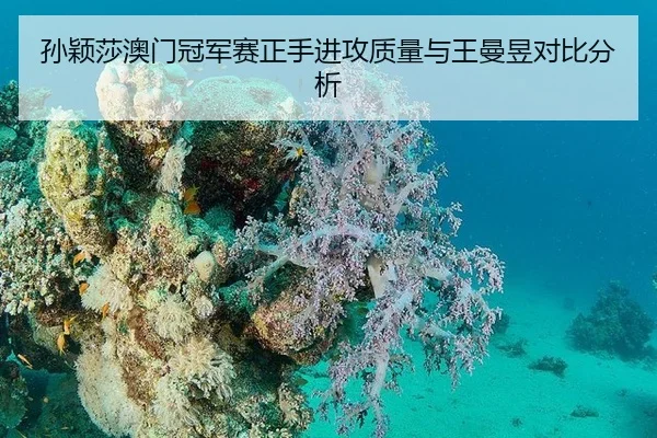 孙颖莎澳门冠军赛正手进攻质量与王曼昱对比分析